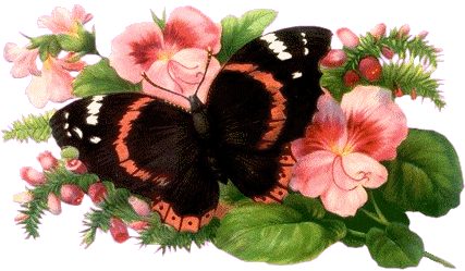 papillons (37).gif